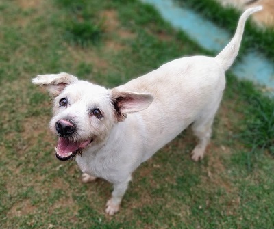 #PraCegoVer: Fotografia do cãozinho Flavinho, ele é de porte pequeno e cor Branca.